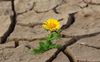 Blume wächst durch ausgetrocknete Erde