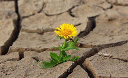 Blume wächst durch ausgetrocknete Erde