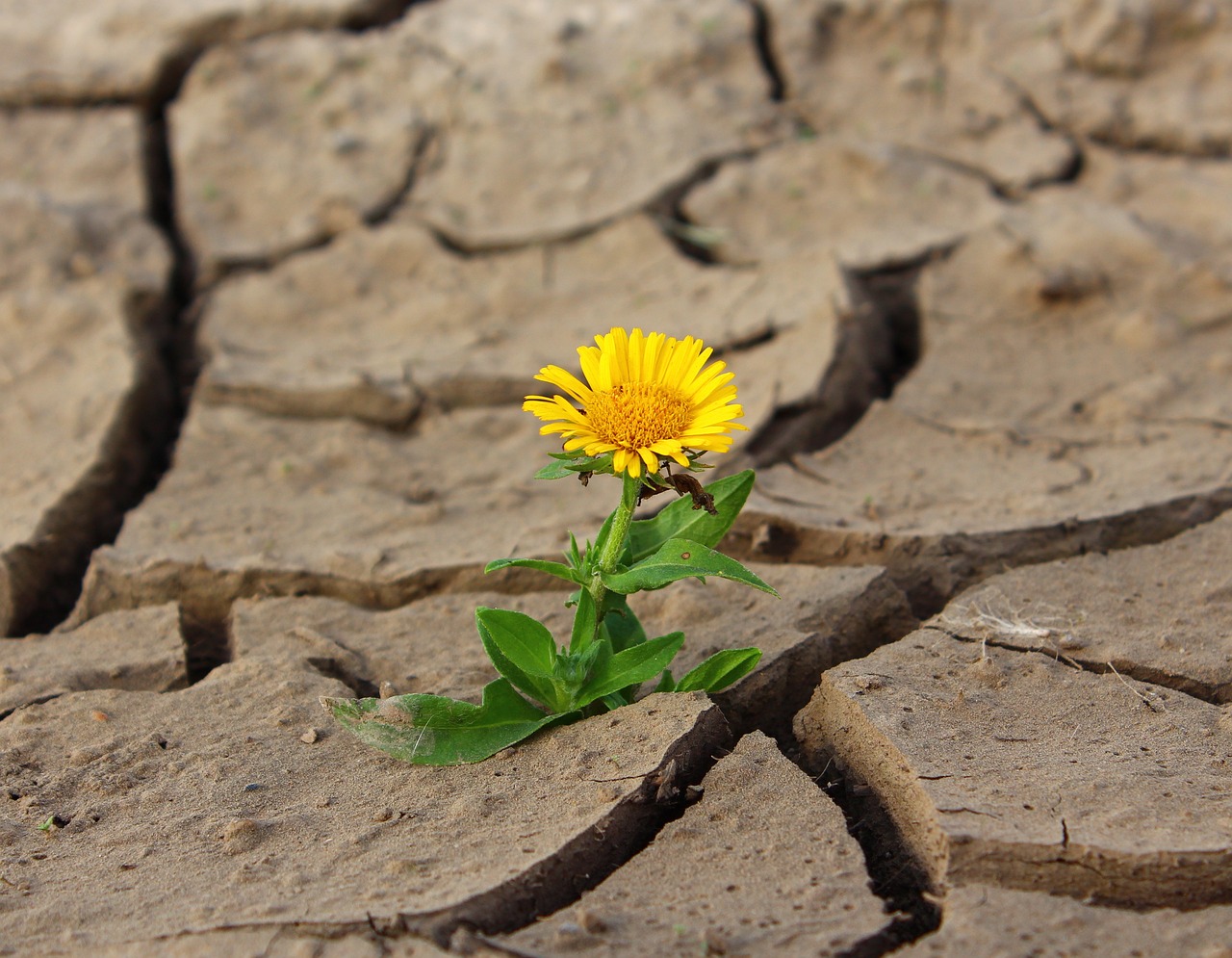 Blume wächst durch ausgetrocknete Erde